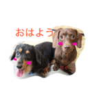 ダックスフンドのそらとりく（個別スタンプ：5）