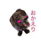 ダックスフンドのそらとりく（個別スタンプ：7）