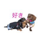 ダックスフンドのそらとりく（個別スタンプ：8）