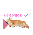 わが家のチワワんず（個別スタンプ：1）