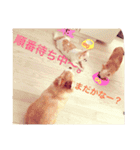 わが家のチワワんず（個別スタンプ：5）