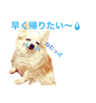 わが家のチワワんず（個別スタンプ：8）