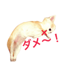 わが家のチワワんず（個別スタンプ：10）