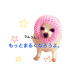 わが家のチワワんず（個別スタンプ：12）