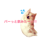 わが家のチワワんず（個別スタンプ：13）