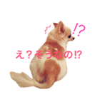 わが家のチワワんず（個別スタンプ：14）