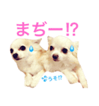 わが家のチワワんず（個別スタンプ：15）