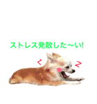 わが家のチワワんず（個別スタンプ：16）