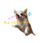 わが家のチワワんず（個別スタンプ：17）