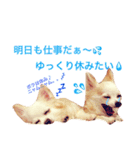 わが家のチワワんず（個別スタンプ：18）