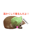 わが家のチワワんず（個別スタンプ：20）