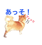 わが家のチワワんず（個別スタンプ：21）