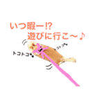 わが家のチワワんず（個別スタンプ：23）