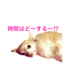 わが家のチワワんず（個別スタンプ：24）