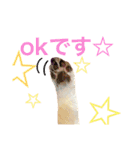わが家のチワワんず（個別スタンプ：26）