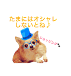 わが家のチワワんず（個別スタンプ：27）