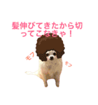 わが家のチワワんず（個別スタンプ：28）