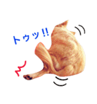わが家のチワワんず（個別スタンプ：30）