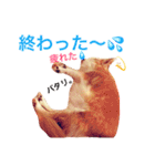 わが家のチワワんず（個別スタンプ：31）