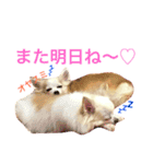 わが家のチワワんず（個別スタンプ：32）