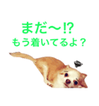 わが家のチワワんず（個別スタンプ：33）