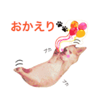 わが家のチワワんず（個別スタンプ：34）
