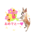 わが家のチワワんず（個別スタンプ：35）