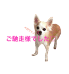 わが家のチワワんず（個別スタンプ：37）