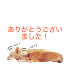 わが家のチワワんず（個別スタンプ：39）