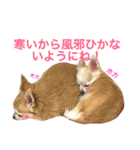 わが家のチワワんず（個別スタンプ：40）