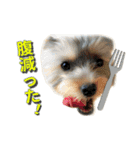 ヨークシャーテリアの可愛いスタンプ（個別スタンプ：8）
