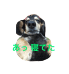 ぼっくん（個別スタンプ：9）