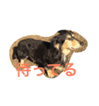 ぼっくん（個別スタンプ：11）
