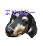 ぼっくん（個別スタンプ：15）