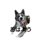 秋田犬 小雪さん（個別スタンプ：1）