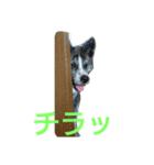 秋田犬 小雪さん（個別スタンプ：3）