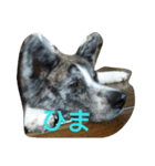 秋田犬 小雪さん（個別スタンプ：4）