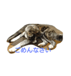 秋田犬 小雪さん（個別スタンプ：6）
