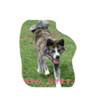 秋田犬 小雪さん（個別スタンプ：7）