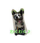 秋田犬 小雪さん（個別スタンプ：10）