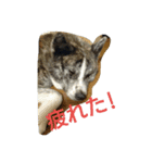 秋田犬 小雪さん（個別スタンプ：12）