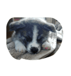 秋田犬 小雪さん（個別スタンプ：16）