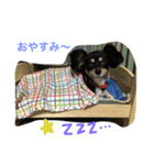こむぎの毎日（個別スタンプ：4）
