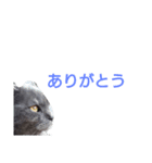 日常は猫（個別スタンプ：1）