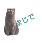 日常は猫（個別スタンプ：2）