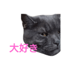 日常は猫（個別スタンプ：3）