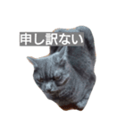 日常は猫（個別スタンプ：4）