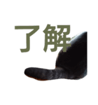 日常は猫（個別スタンプ：6）