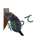 日常は猫（個別スタンプ：7）