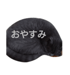 日常は猫（個別スタンプ：8）